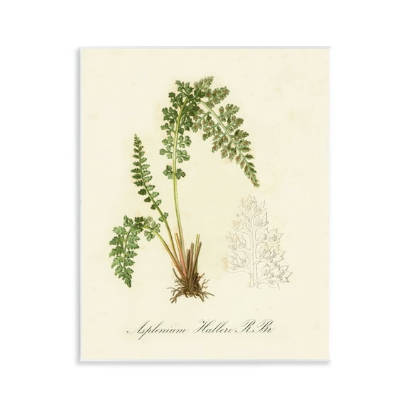 Stupell Industries Scientific Fern Study Plants & Flowers Painting Unframed Art Print Wall Art, 11 x 14