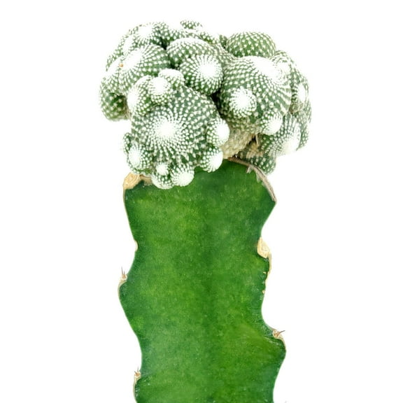 Blossfeldia Cactus, Unusual Shaped Cactus Plant - 4 inch   Clay Pot