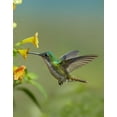 thumbnail image 2 of Fitzharris, Tim 12x14 Black Ornate Wood Framed with Double Matting Museum Art Print Titled - Andean Emerald hummingbird feeding on a yellow flower, Ecuador, 2 of 4