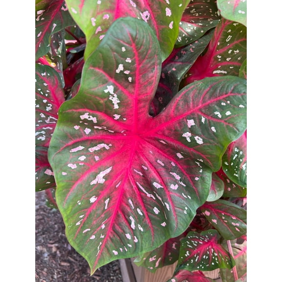 Blue Buddha Farm: Red Flash Caladium (2 Bulbs) - Easy to Grow Indoor or Outdoor Perennial Plant