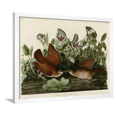  Key  West Dove Framed Print Wall Art  Walmart  com