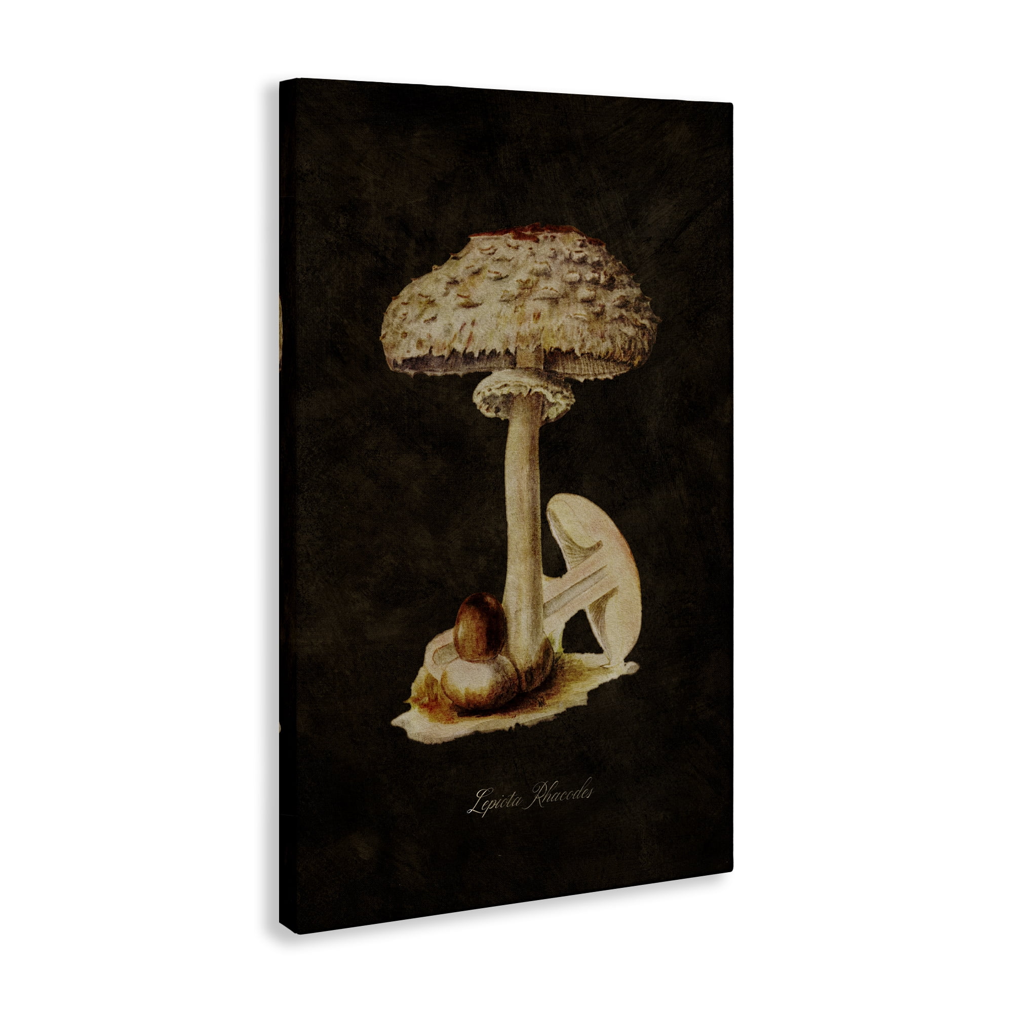 Stupell Industries Vintage Mushroom Study Plants & Flowers Painting Wrapped Canvas Art Print Wall Art, 24 x 36