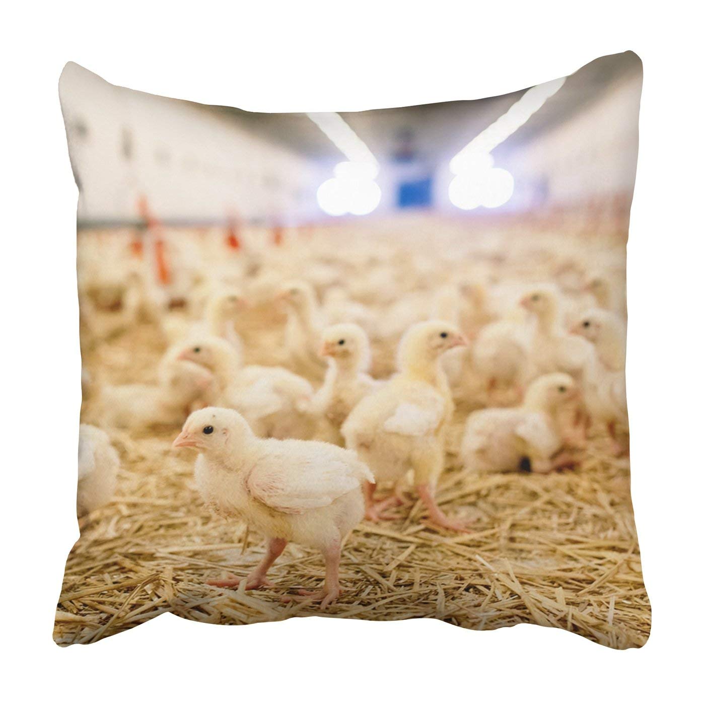 BPBOP Indoors chicken farm chicken feeding Pillowcase Throw Pillow