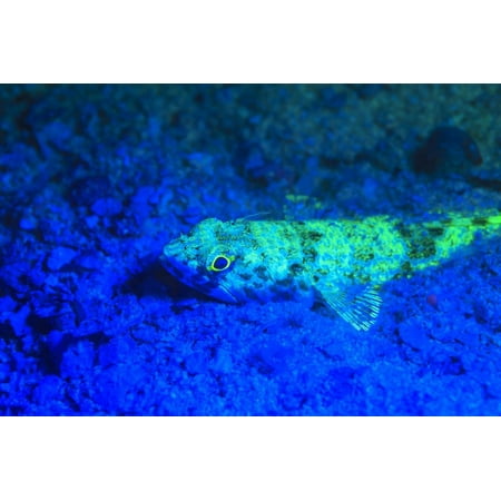 Night dive at Barrier Reef, Saint Georges Caye, Fluorescence, Belize, Central America Print Wall Art By Stuart (Best Diving Spots Central America)