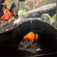 thumbnail image 4 of Shrimp Breeding Protector Cave Aquarium Tunnel Play and Rest Fish Tank -Landscape Ornaments Green Type, 4 of 5