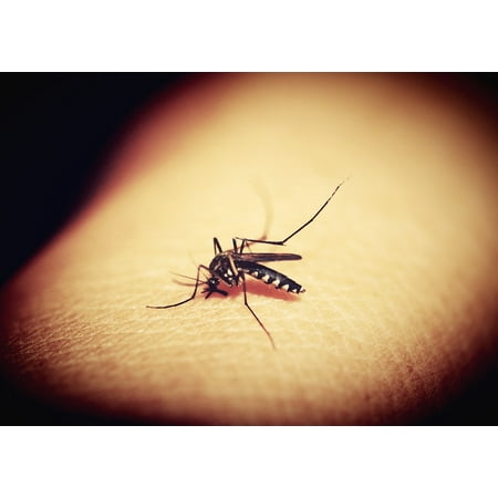 Canvas Print Bite Insect Malaria Blood Mosquito Gnat Mosquitoe Stretched Canvas 32 x
