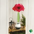thumbnail image 5 of Waxed Amaryllis Holiday Trio, 5 of 8