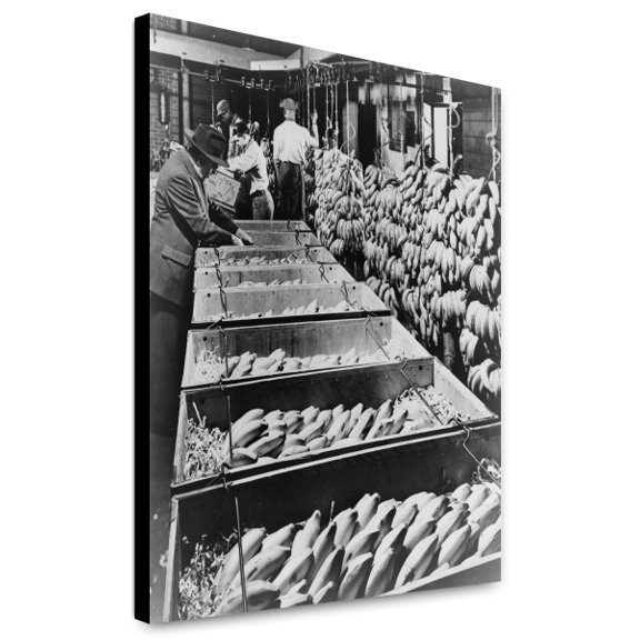 Canvas Print: Banana Marketing--Ripe Bananas Go Into Special Boxes For The Ride
