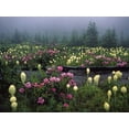 thumbnail image 2 of Terrill, Steve 24x19 Black Ornate Wood Framed with Double Matting Museum Art Print Titled - OR Meadow of rhododendrons and bear grass, 2 of 4