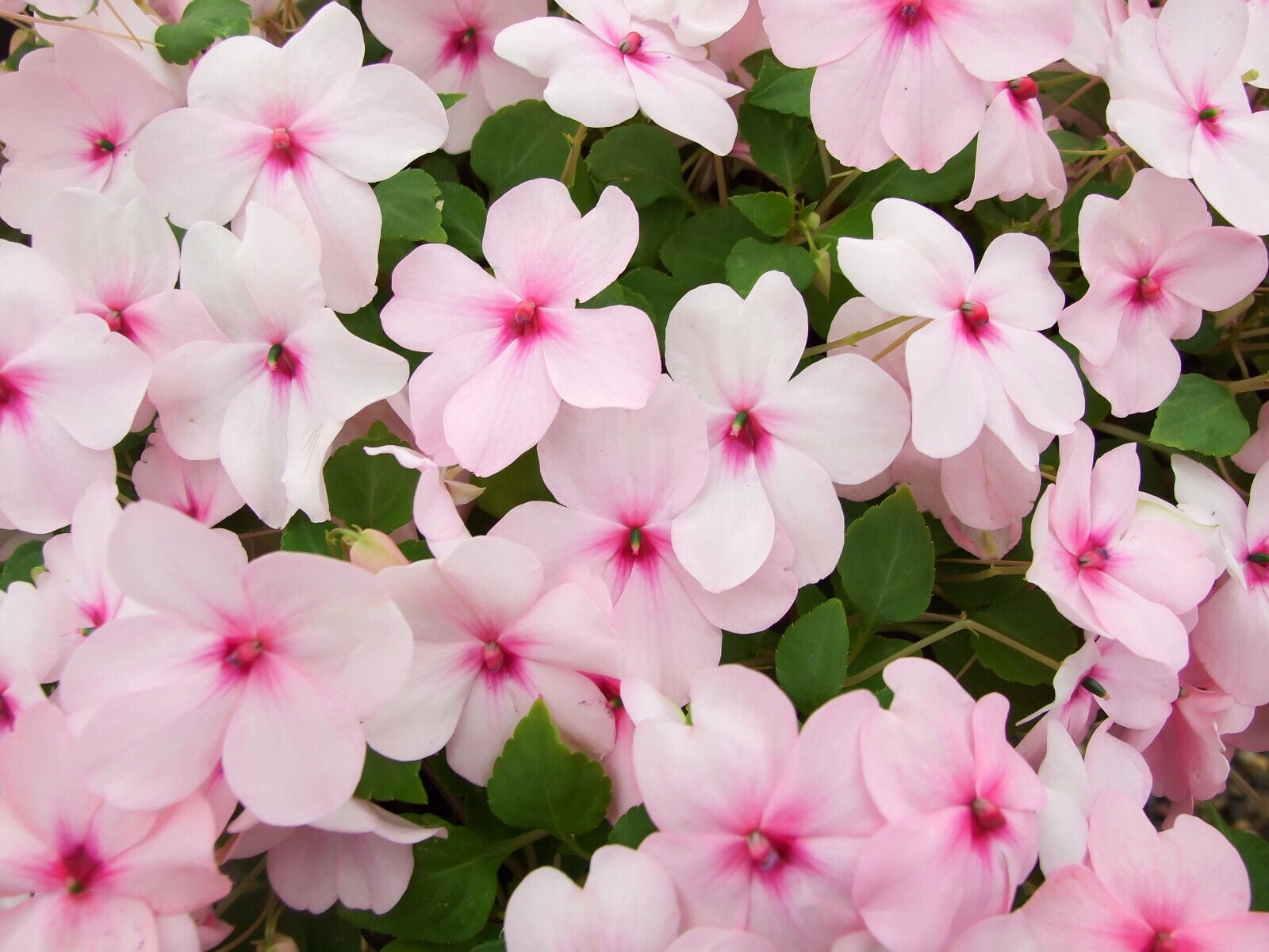 50 DWARF PINK IMPATIENS Walleriana Sun or Full Shade Flower Seeds Flat Shipping