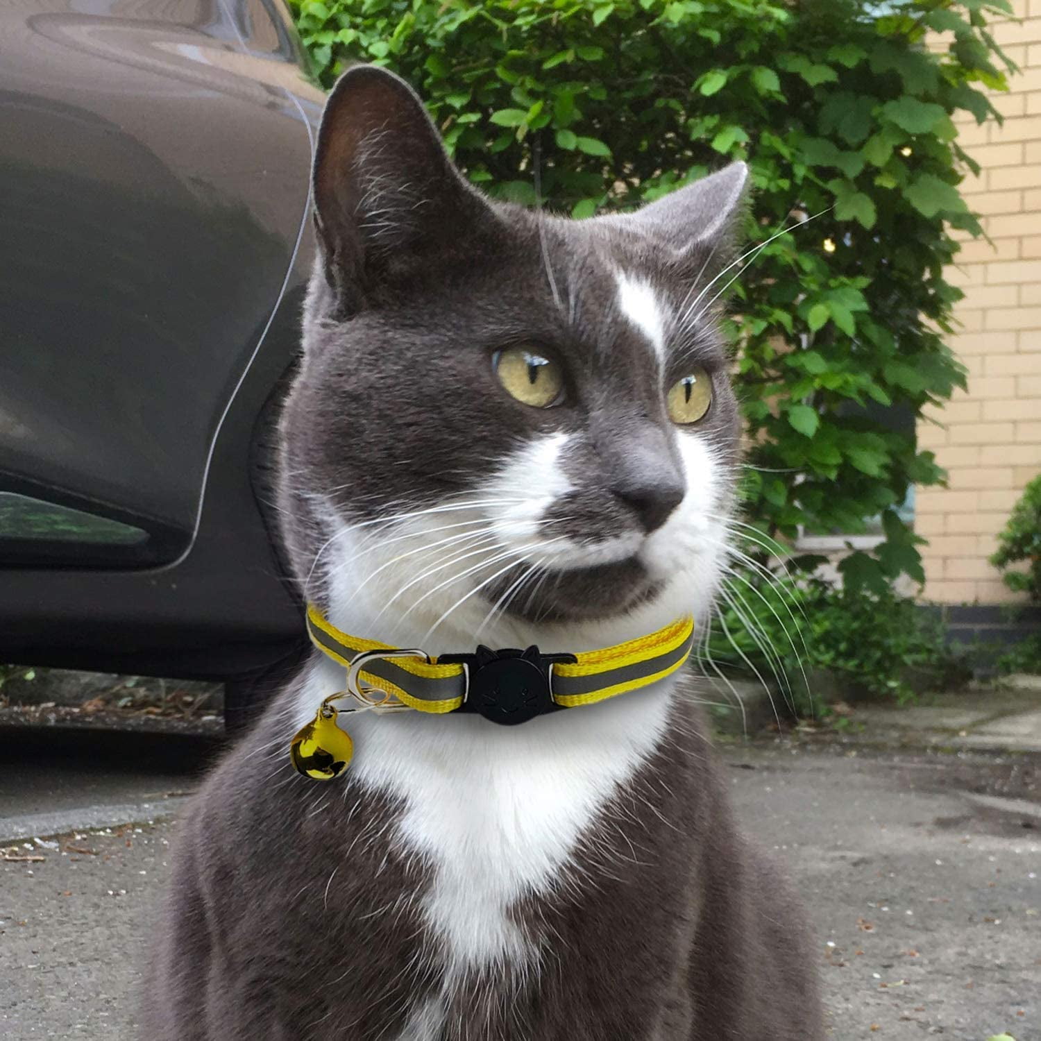 cool cat collars