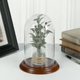 thumbnail image 2 of Plymor 4.5" x 8" Glass Display Dome Cloche (Walnut Veneer Base), 2 of 3