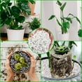thumbnail image 5 of 4 Quarts Organic Horticultural Perlite for Plants Indoor- Natural Horticultural Soil Additive Conditioner Mix for Improves Drainage, Ventilation and Root Growth, 5 of 7