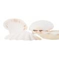 thumbnail image 4 of Set of 4 Large White Baking Scallop (3.5"-4") Restaurant Quality Real Seashells Beach Wedding Coastal Crafts and Decor, 4 of 6