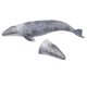 thumbnail image 3 of Juguete de Figura de la Vida Marina, Criatura Marina Realista de Juguete Cognitivo Ballenas Grises de Ballenas Marinas Modelo de Ballenas Marítimo para Juguetes Educativos y de, 3 of 7