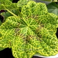 thumbnail image 5 of Pelargonium peltatum, Crocodile, Ivy Geranium, Ivy Leaved Geranium - Pot Size: 4.5in - Flowers, 5 of 6