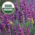 thumbnail image 4 of Ferry-Morse Organic 100MG Lavender Perennial Herb Seeds, Full Sun, 4 of 11