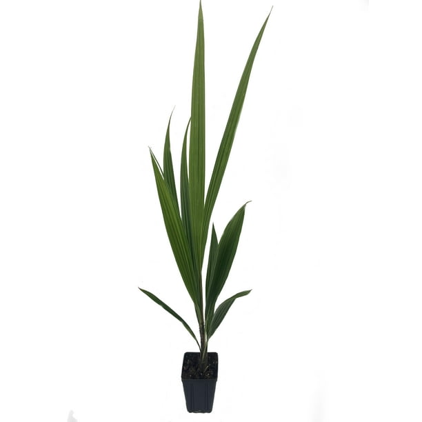 Wekiva Foliage - High Plateau Coconut Palm - Live Plant in a 4 inch Pot -  Beccariophoenix Alfredii - Extremely Rare Ornamental Cold Hardy Coconut  Palm 