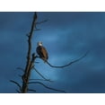 thumbnail image 2 of Galloimages Online 18x15 Black Ornate Wood Framed with Double Matting Museum Art Print Titled - Eagle In (YNP), 2 of 4
