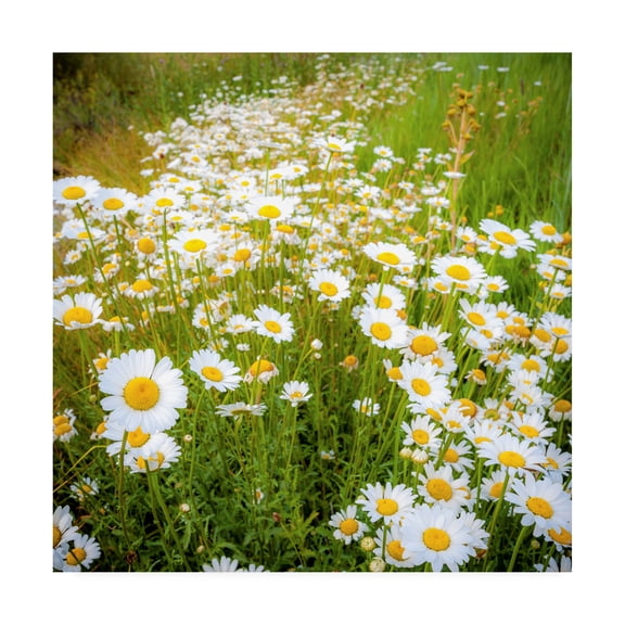 Trademark Fine Art 'Daisies In Field' Canvas Art by Dan Ballard