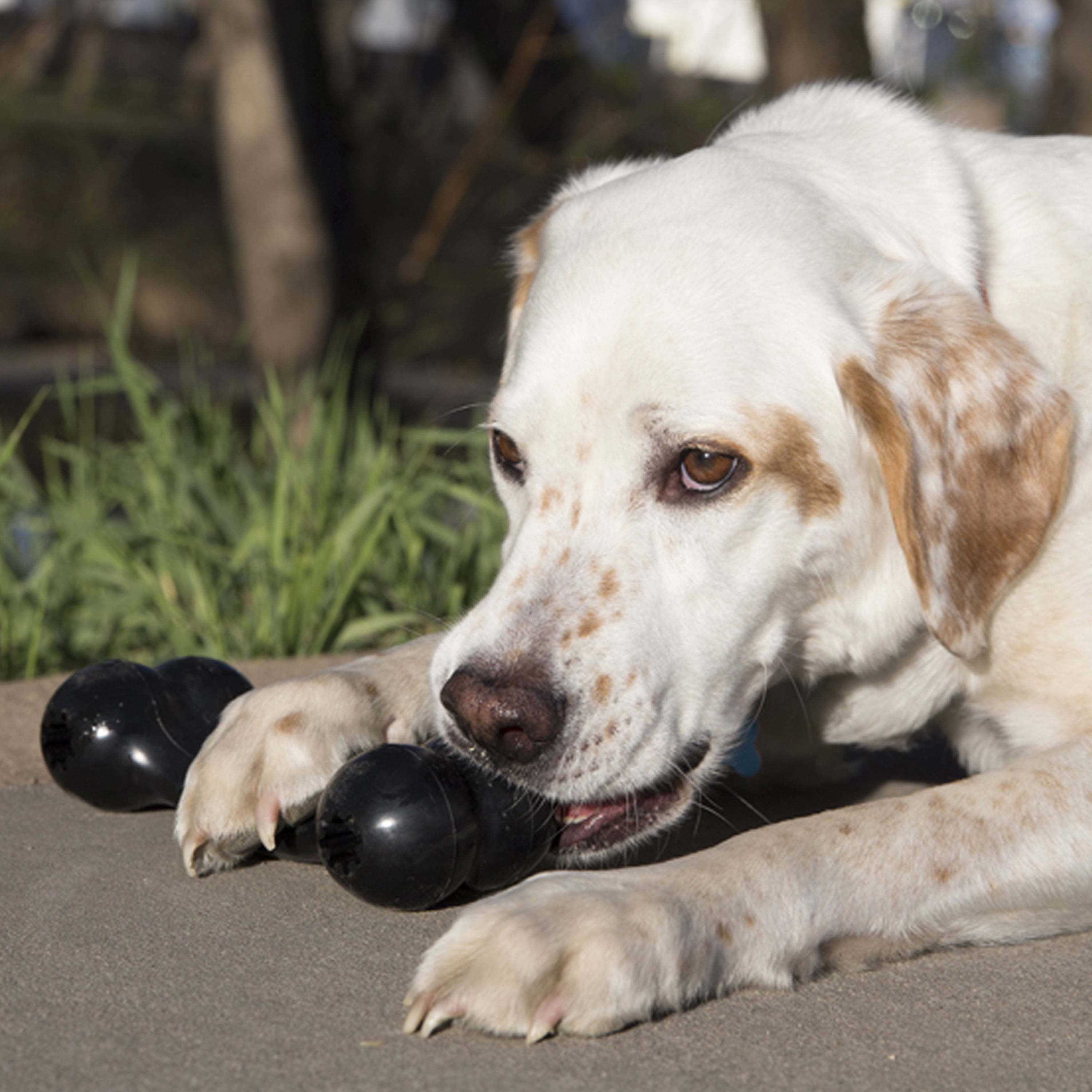 KONG® Extreme Rubber Goodie Bone for Power Chewers, Large for Dogs Between 30-60 lbs
