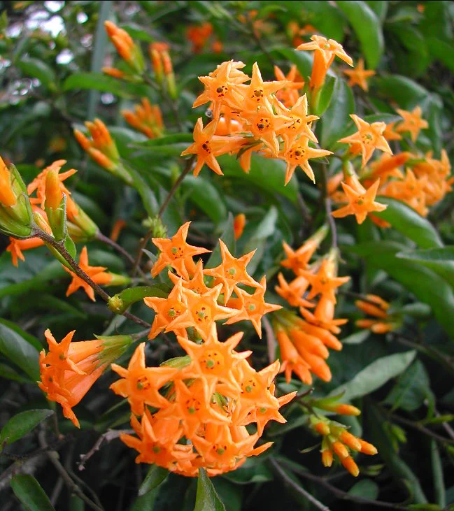 Orange Zest Live Plant for Planting, Rare Night-Blooming Jasmine Cestrum Aurantiacum Plant Jasmine Flower Plant, 4 to 6 Inch Tall, Ship No Pot