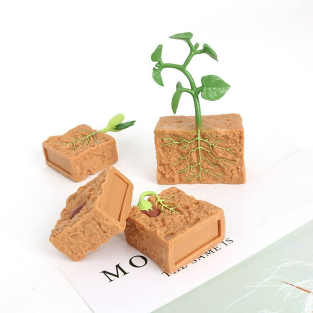 Ciclo De Vida De La Planta De Frijol Jacinto Aislado Sobre Fondo Blanco Etapas De Gm1125987481 296227780