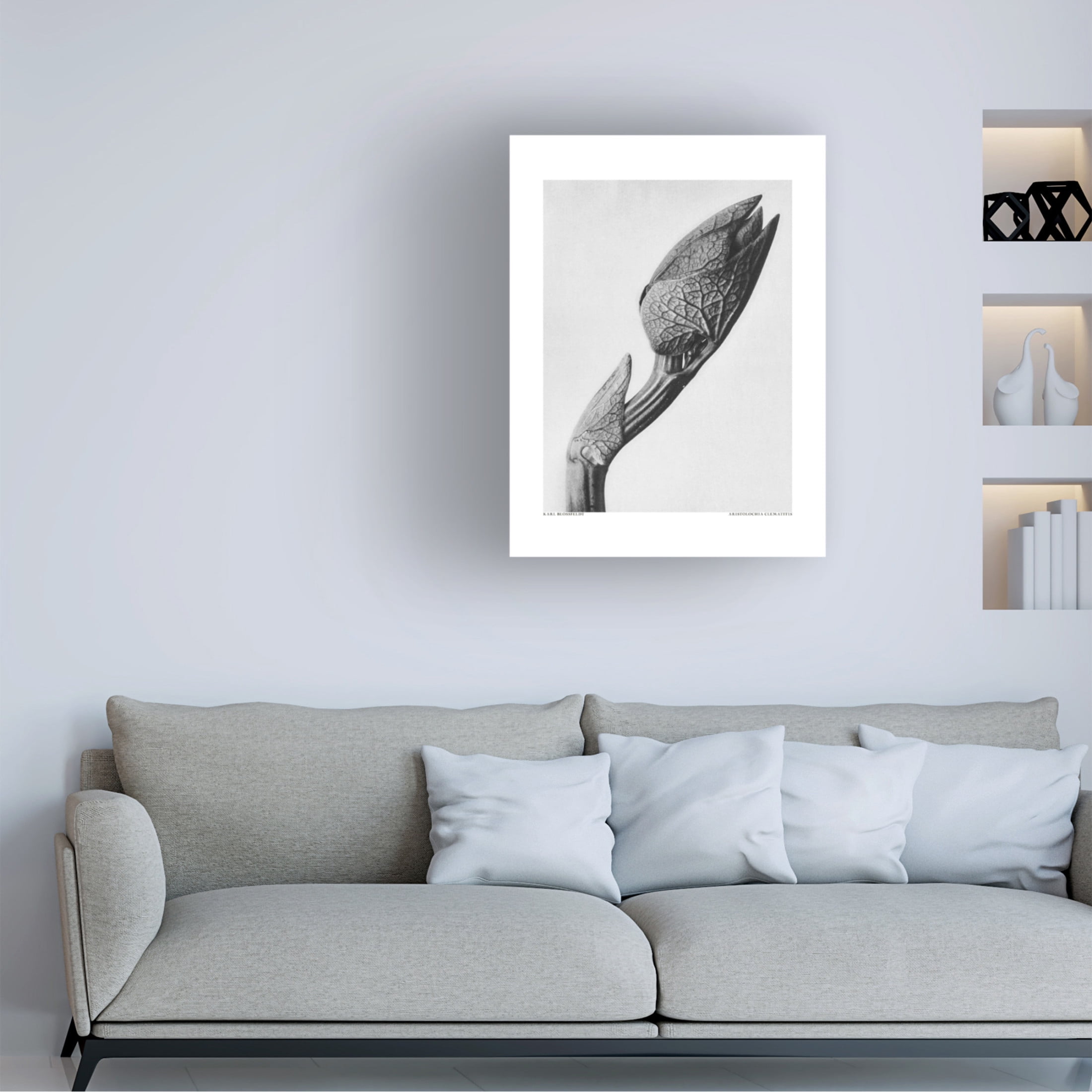 Trademark Fine Art Pictufy Aristolochia clematitis Canvas Wall Art