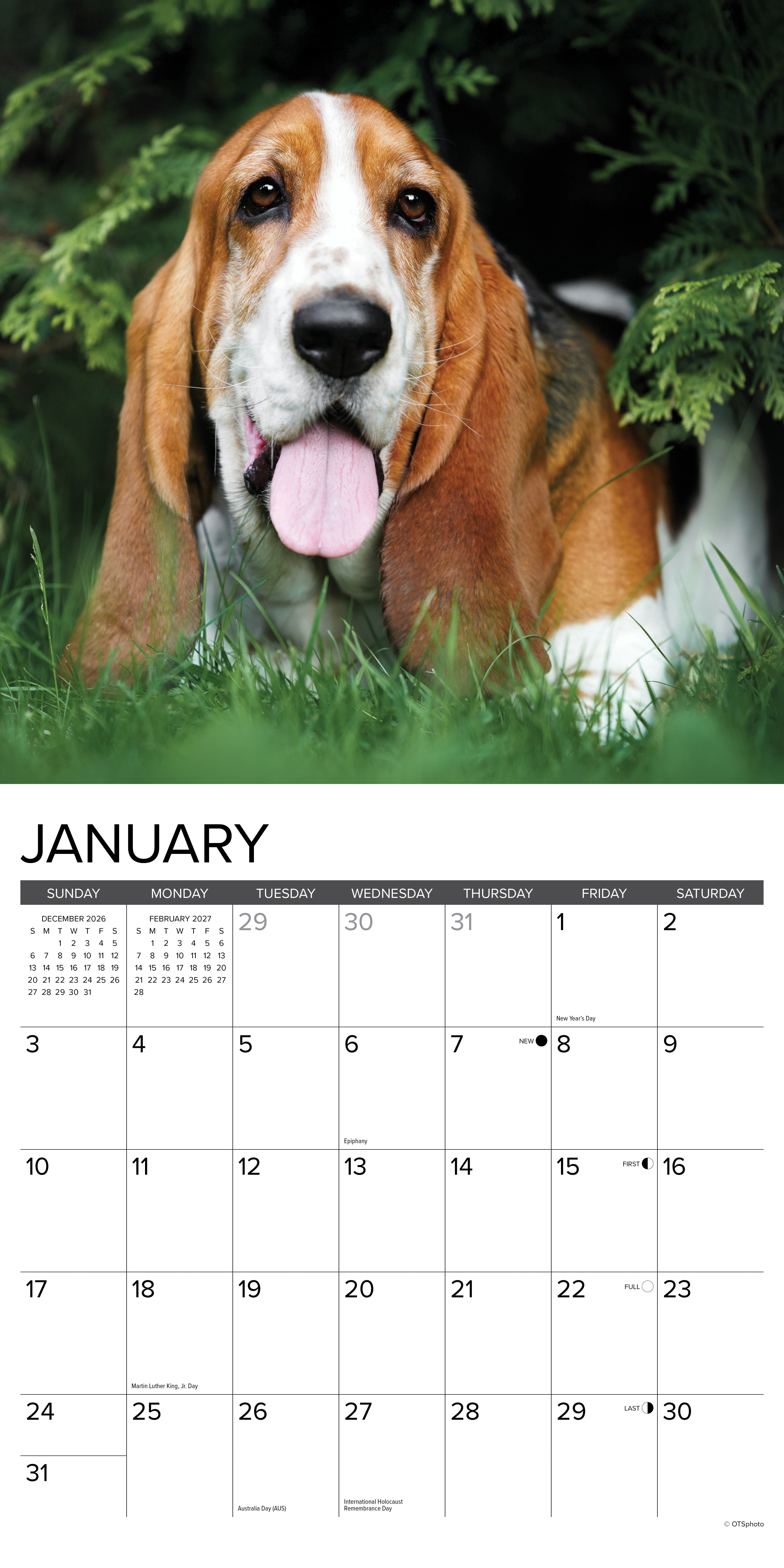 Willow Creek Press, Basset Hounds 2027 Wall Calendar