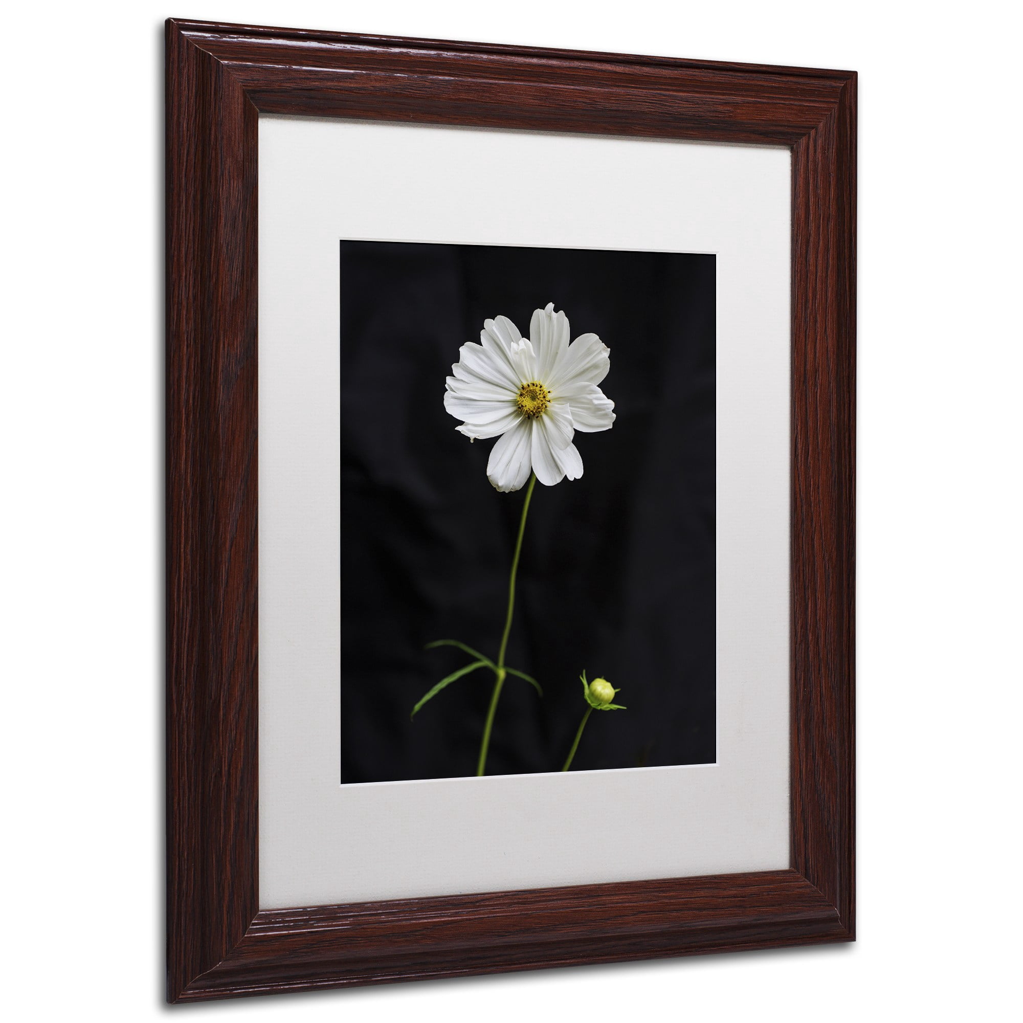 Trademark Fine Art "White Cosmos on Black" Canvas Art by Kurt Shaffer, White Matte, Wood Frame