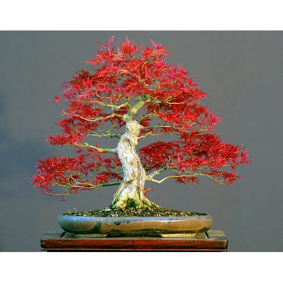 CZ Grain 50 Japanese Red Maple Bonsai Tree Plant Seeds