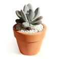 thumbnail image 4 of Lavender Pebbles Graptopetalum (4"+ Plastic Pot) - Tiny, Lovely, Easy to Care Succulents for Beginners - Live Succulents for Home Office, 4 of 9
