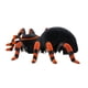 thumbnail image 5 of RC trepadora araña control remoto juguetes feos escalada coche divertido Halloween espeluznante arañ TOMSHOO Coche RC, 5 of 7