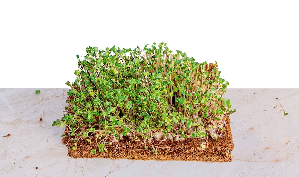 Envelor Coco Coir Fiber Grow Mat for Microgreens 10 x 20 Inches Coconut Coir Seed Starter Liner for Growing Trays, Hanging Baskets, Seed Starter Tray, Planter Sheets & Indoor Outdoor Plants, 10 Pack
