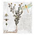 thumbnail image 3 of Lavoie, Tina 12x13 Black Modern Framed Museum Art Print Titled - Botanical Garden Chamomile Herb, 3 of 5