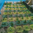 thumbnail image 5 of 20 piezas de herramientas de plástico para plantas, soporte para fresas, soporte circular para cultivo, marco para mejorar la cosecha, ligero, extraíble, fácil de instalar, verde, 5 of 5
