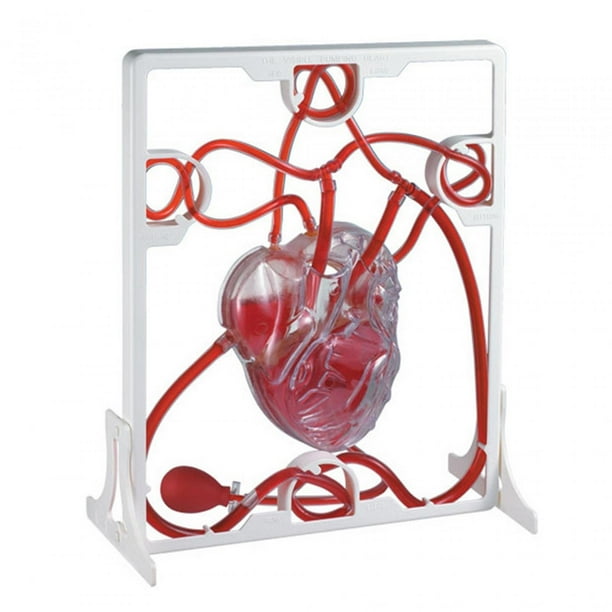 Material Didáctico Modelo de Corazón Hugo Aprendizaje de Ciencias 30 cm x 24,5 cm x 30 cm