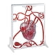 thumbnail image 1 of Material Didáctico Modelo de Corazón Hugo Aprendizaje de Ciencias 30 cm x 24,5 cm x 30 cm, 1 of 10