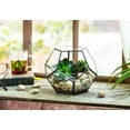thumbnail image 2 of Kook Geometric Glass Terrarium, For Succulents and Air Plants, Black, 2 of 5