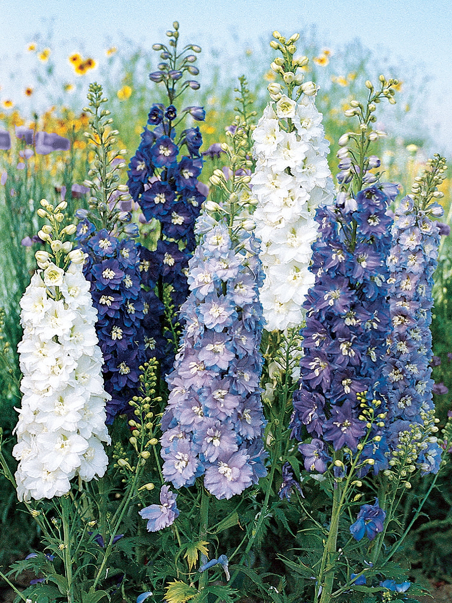 Burpee Fantasia Couleurs Mélangées Par - Delphinium