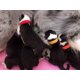 thumbnail image 4 of 15 colores cachorros de parto Id mascota perro gato collares suave ajustable, 4 of 5