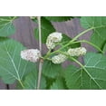 thumbnail image 2 of TriStar Plants - White Mulberry Tree - Morus alba, 1 Gallon Trade Pot, Fast Growing Tree, Live Plant, Live Tree, Fruit Tree, 2 of 5