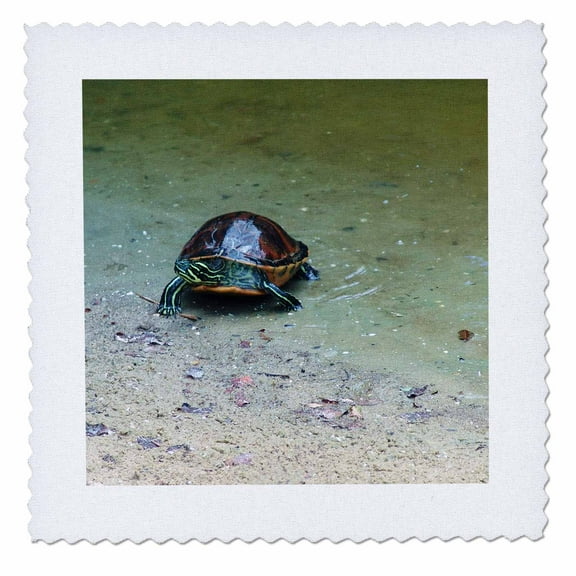 3dRose, Tommy Turtle, 6x6 inch quilt square