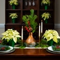 thumbnail image 4 of Holiday Time Pint White Poinsettia Live Plant Champagne Foil Cover Indirect Sunlight, 4 of 7