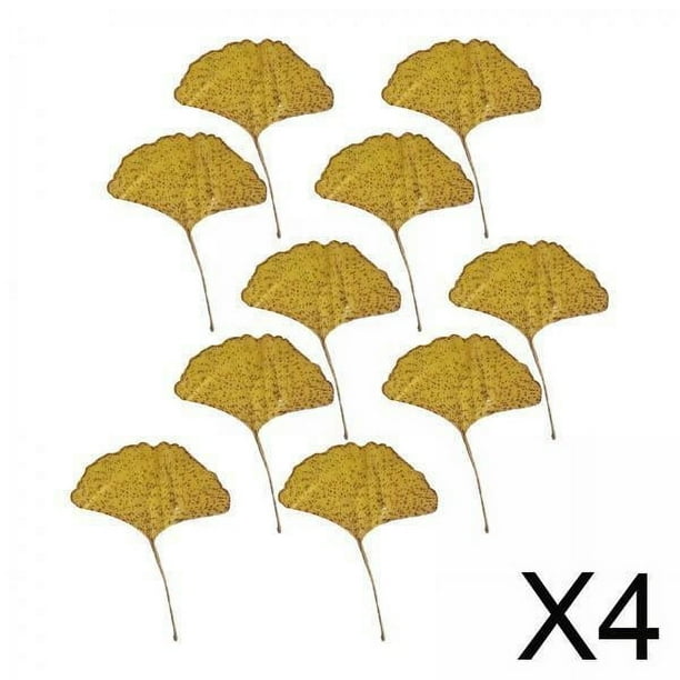 Hojas secas prensadas,Hojas secas prensadas para artesanías de resina hojas de otoño,hojas secas para decoración Resina epoxi,hojas prensadas arte de pared a granel arte enmarcado DIY,hoja