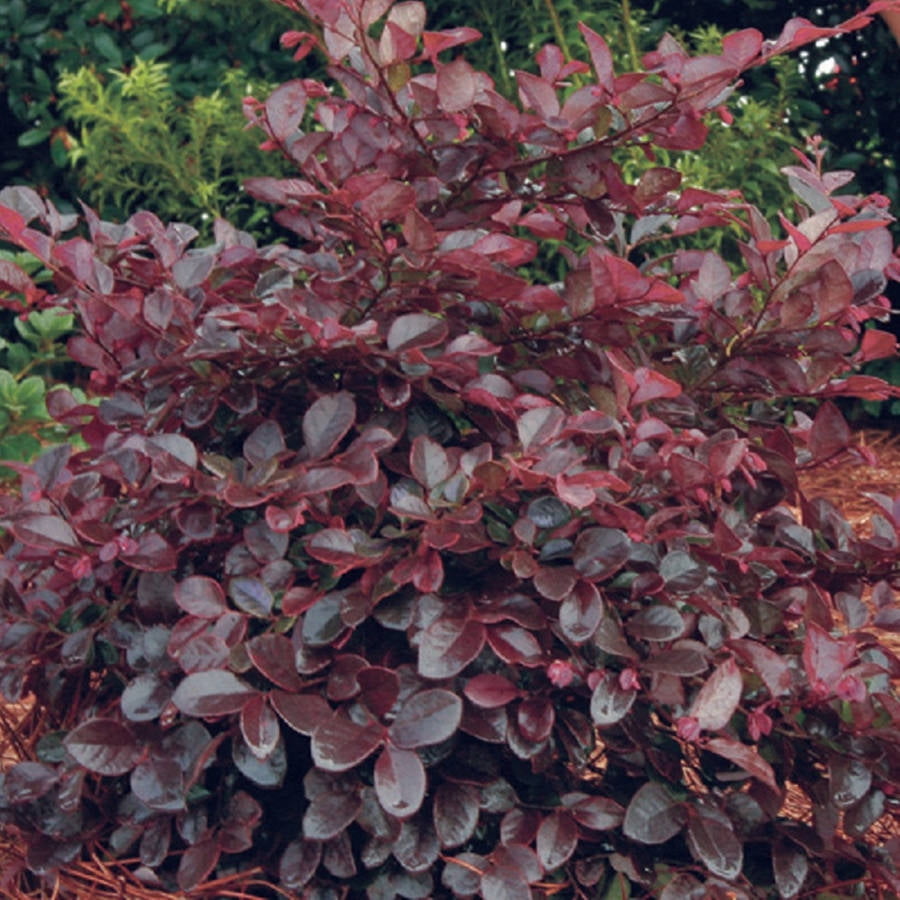 Southern Living Purple Diamond Loropetalum Live Shrub in 2.5-Quart Grower Pot