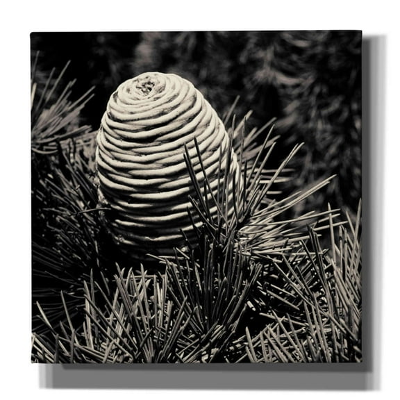 Epic Graffiti 'Spruce Cone' by Gary Horsfall, Giclee Canvas Wall Art, 37"x37"