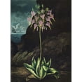 thumbnail image 2 of Thornton, Dr. Robert J. 19x24 White Modern Wood Framed Museum Art Print Titled - Temple of Flora II, 2 of 4