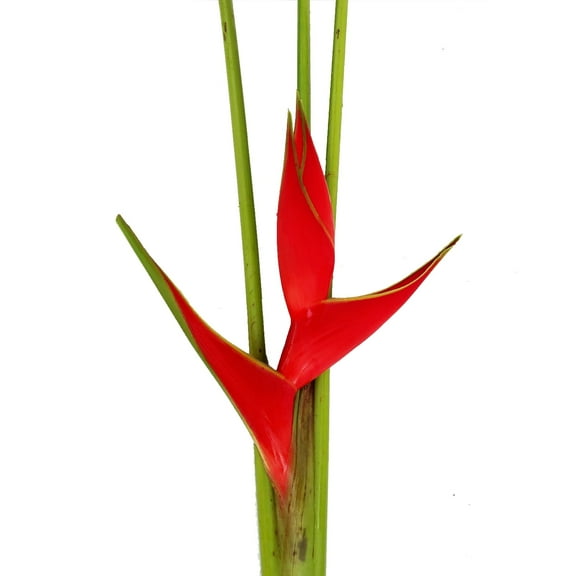 Red Heliconia Iris - Farm Direct Fresh Cut Flowers - 6 Stems