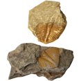 thumbnail image 4 of KAKOWELY Model Decor 2Pcs Trilobite Paleontology Fun Science Ornaments Teaching Props1.97"X1.77"X0.59", 4 of 5